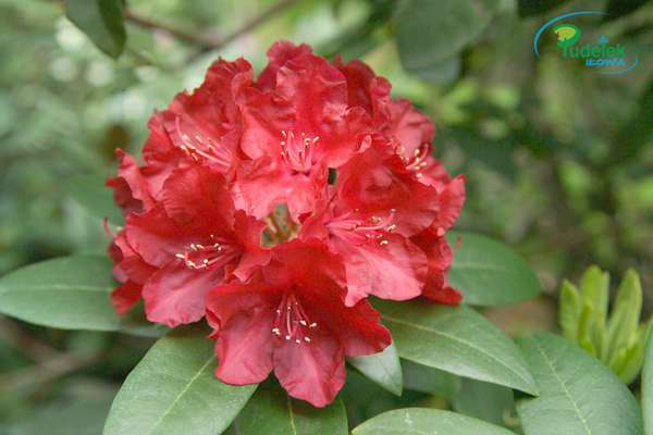 Rhododendron Busuki